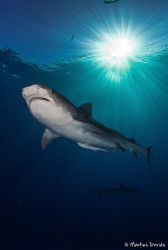 A beautiful day at Tiger Beach with 5 tiger sharks by Markus Davids 